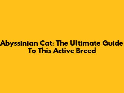 Abyssinian Cat: The Ultimate Guide To This Active Breed