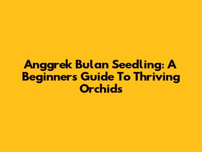 Anggrek Bulan Seedling: A Beginner's Guide To Thriving Orchids