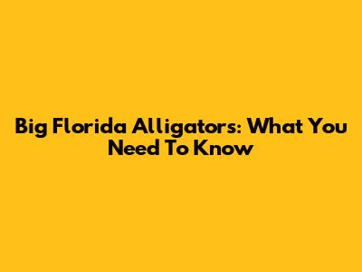 Big Florida Alligators: What You Need To Know