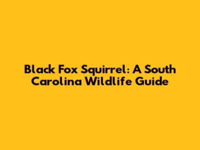 Black Fox Squirrel: A South Carolina Wildlife Guide