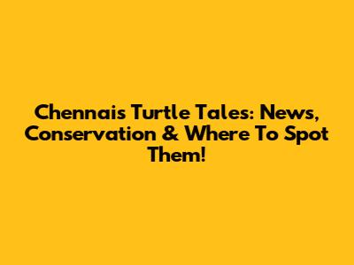 Chennai's Turtle Tales: News, Conservation & Where To Spot Them!