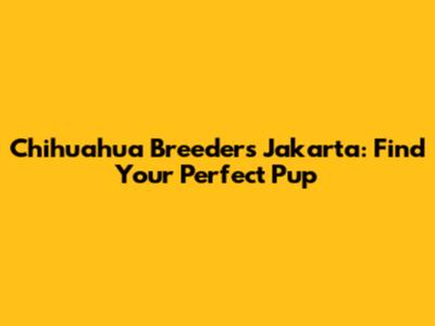 Chihuahua Breeders Jakarta: Find Your Perfect Pup