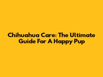 Chihuahua Care: The Ultimate Guide For A Happy Pup