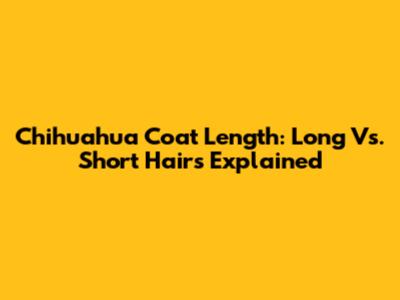 Chihuahua Coat Length: Long Vs. Short Hairs Explained