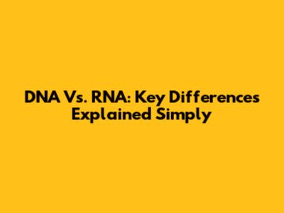 DNA Vs. RNA: Key Differences Explained Simply