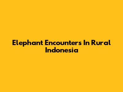 Elephant Encounters In Rural Indonesia