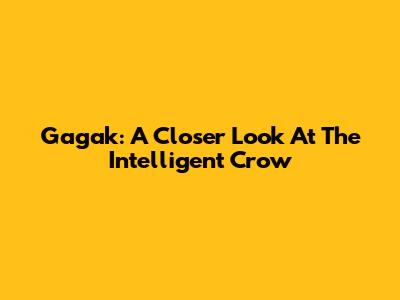 Gagak: A Closer Look At The Intelligent Crow