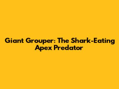 Giant Grouper: The Shark-Eating Apex Predator