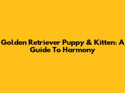 Golden Retriever Puppy & Kitten: A Guide To Harmony