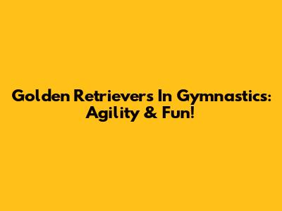 Golden Retrievers In Gymnastics: Agility & Fun!