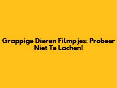 Grappige Dieren Filmpjes: Probeer Niet Te Lachen!