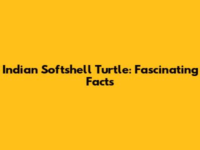 Indian Softshell Turtle: Fascinating Facts