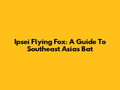 Ipsei Flying Fox: A Guide To Southeast Asia's Bat