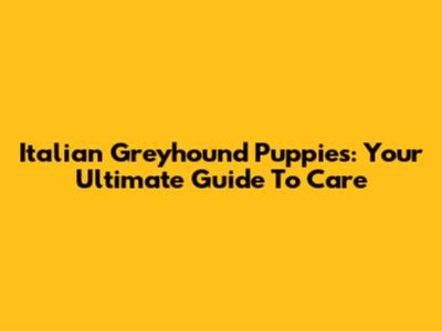Italian Greyhound Puppies: Your Ultimate Guide To Care