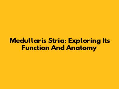 Medullaris Stria: Exploring Its Function And Anatomy