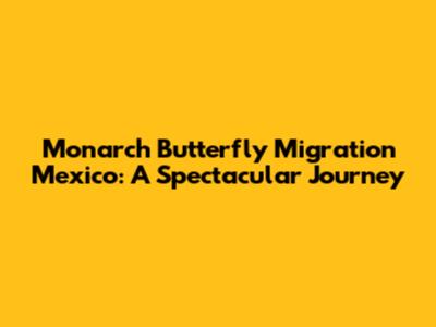 Monarch Butterfly Migration Mexico: A Spectacular Journey