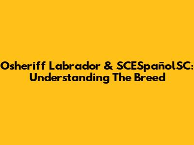 Osheriff Labrador & SCESpañolSC: Understanding The Breed