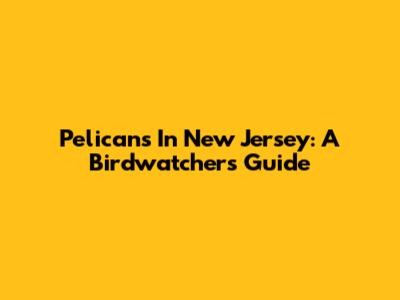 Pelicans In New Jersey: A Birdwatcher's Guide
