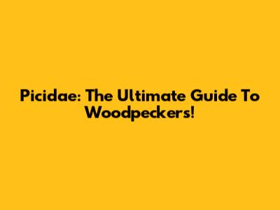 Picidae: The Ultimate Guide To Woodpeckers!