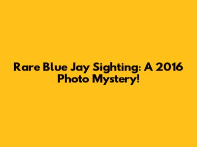 Rare Blue Jay Sighting: A 2016 Photo Mystery!