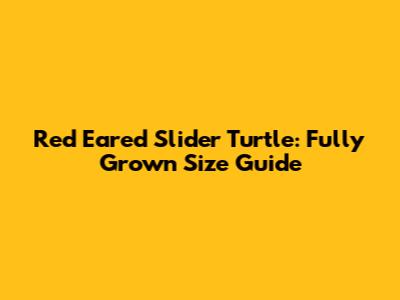 Red Eared Slider Turtle: Fully Grown Size Guide