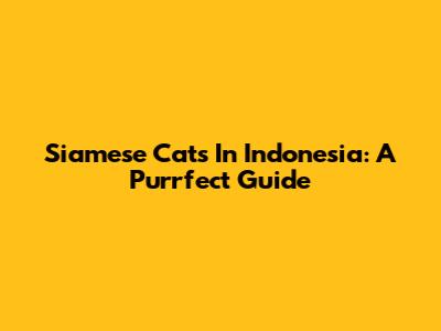 Siamese Cats In Indonesia: A Purrfect Guide