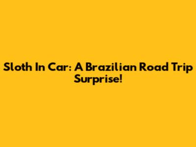 Sloth In Car: A Brazilian Road Trip Surprise!