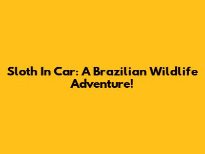 Sloth In Car: A Brazilian Wildlife Adventure!